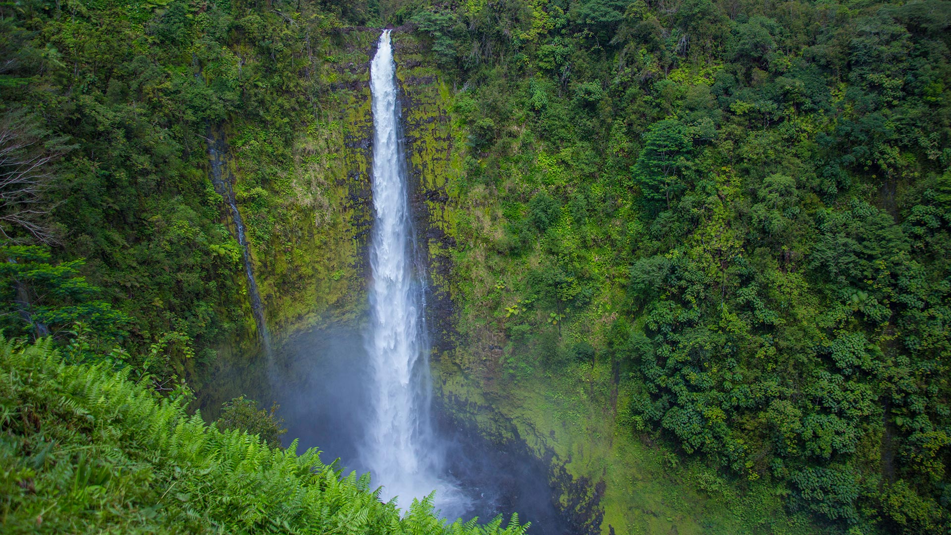 The 442-foot Akaka Falls is big island Hawaii’s most famous waterfall