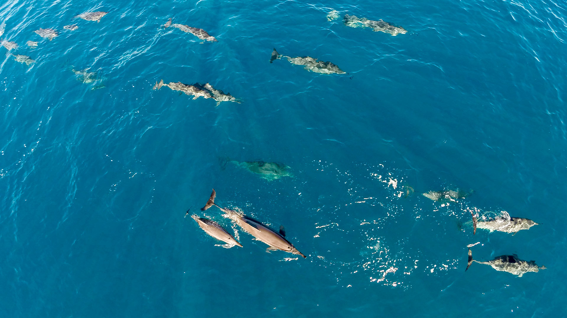 Dolphins are regular visitors at Kaupulehu