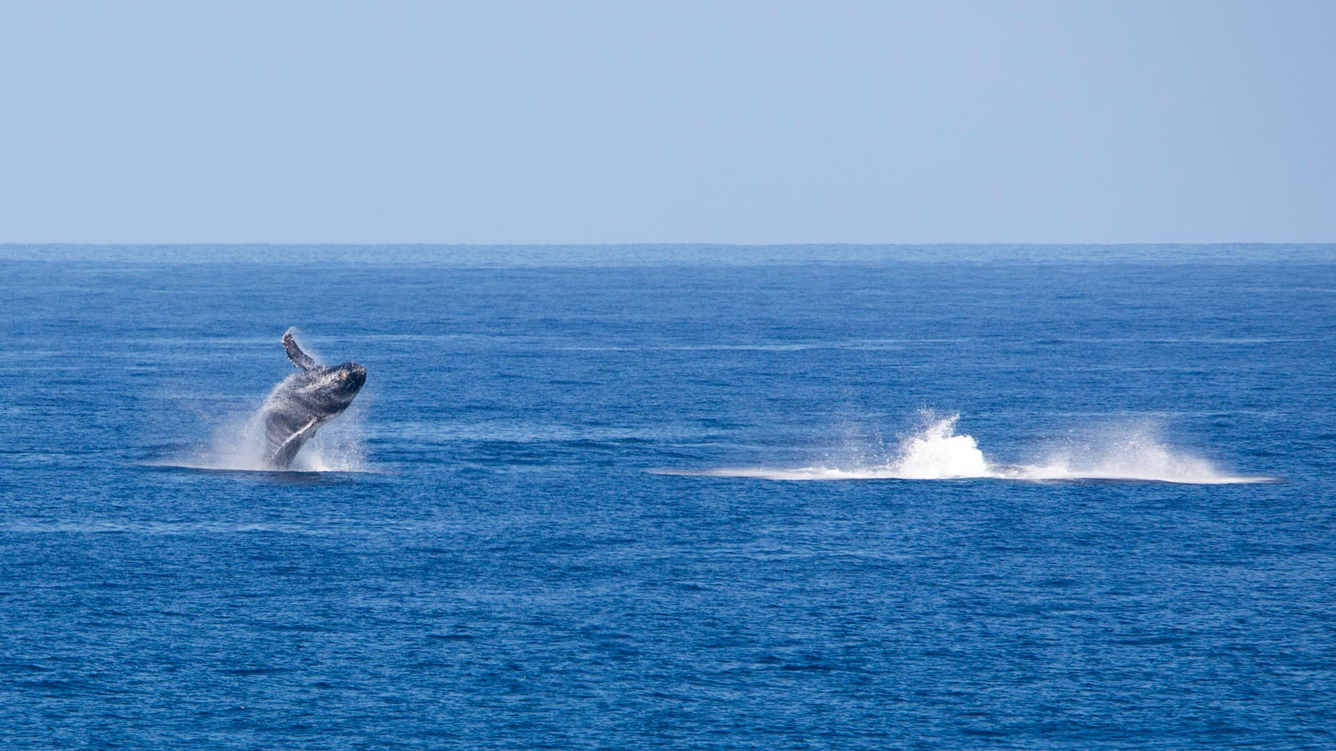Migrating whales pass within sight of the Kohala Coast
