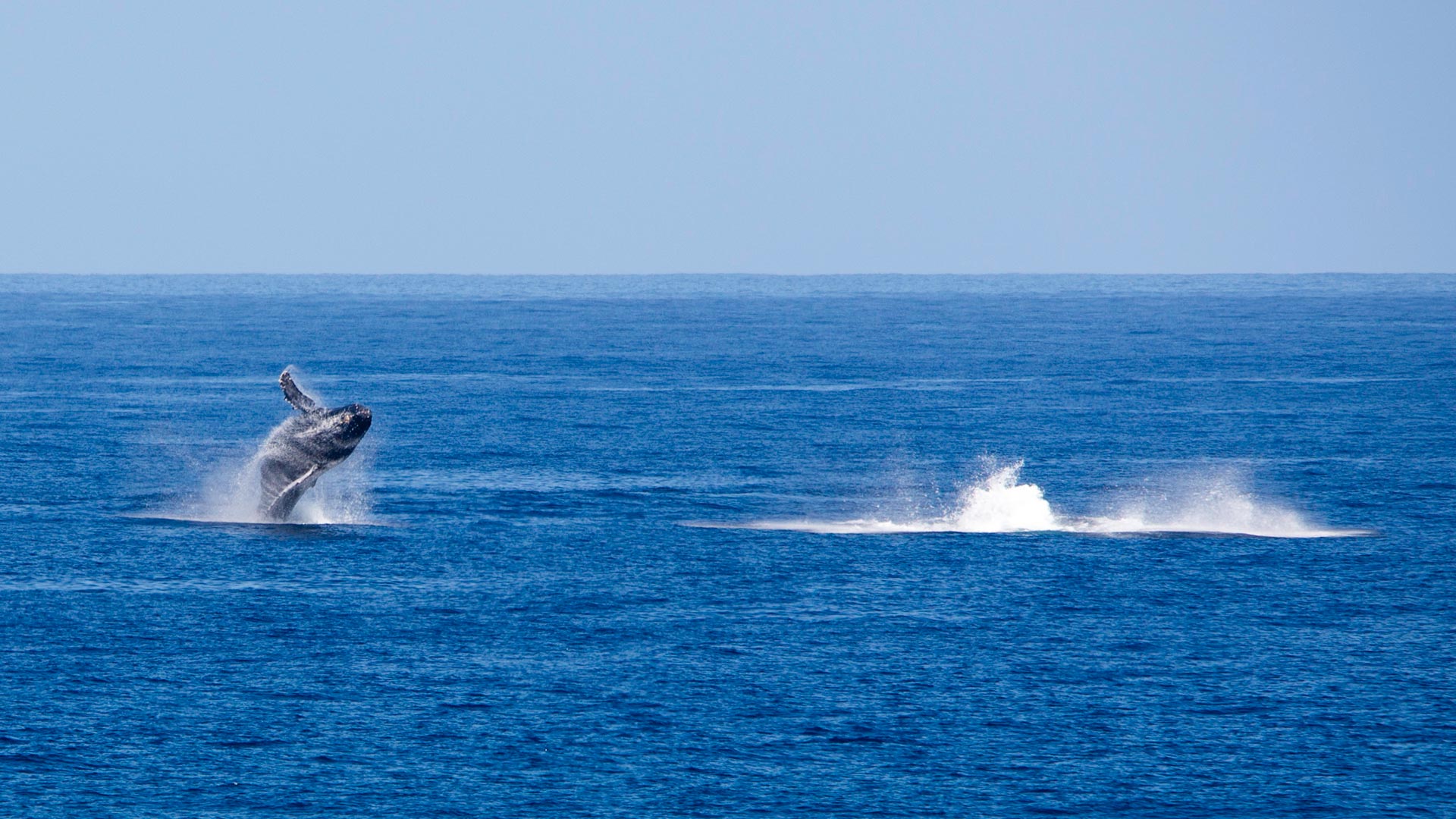 Keep an eye out for whales passing through these waters